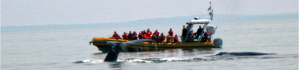 Excursions en zodiacs aux baleines