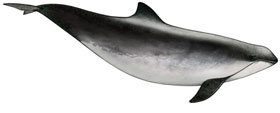 Marsouin