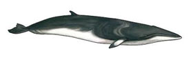Petit Rorqual