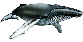 Rorqual à bosse