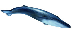 Rorqual Bleu